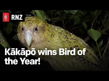 Image: Bird of the Year: Why the Kākāpō won