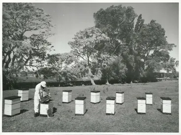 Image: Agriculture - Bees