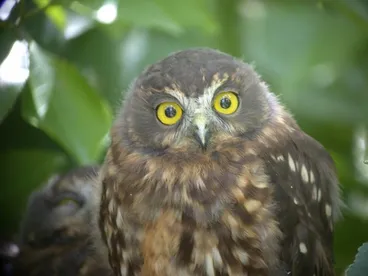 Image: Morepork