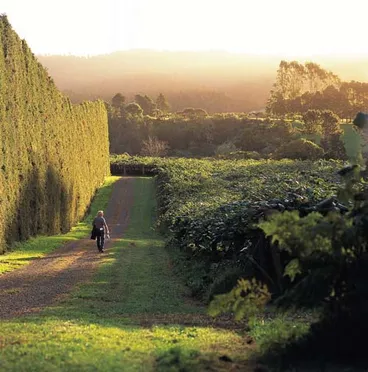 Image: Kiwifruit orchard, Te Puke