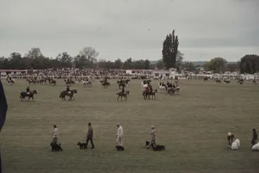Image: Showday at Tomoana Showgrounds, farm animal parade