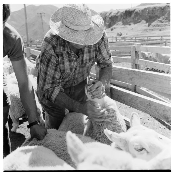 Scenes on a sheep farm