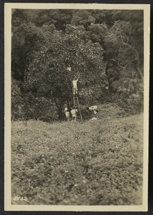Men harvesting oranges, Raoul Island