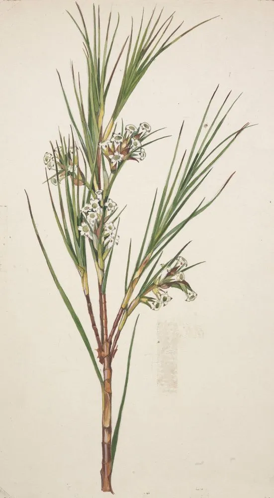 Epacridaceae - Dracophyllum longifolium