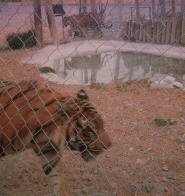 Image: Tiger enclosure at Orana Park