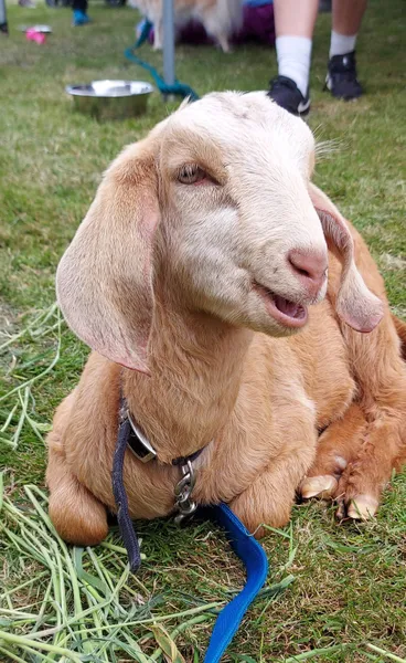 Image: South Otago A&P show 2020