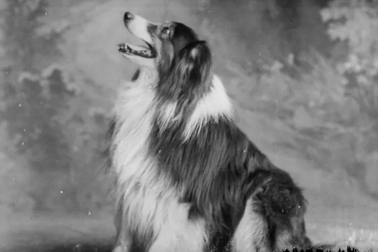 Miss Gunson's dog, 1910