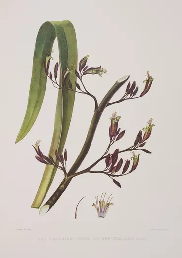 Image: King, Martha 1803?-1897 :The phormium tenax, or New Zealand flax. Drawn by Miss King. [1842] Day & Haghe. London, Smith, Elder [1845]