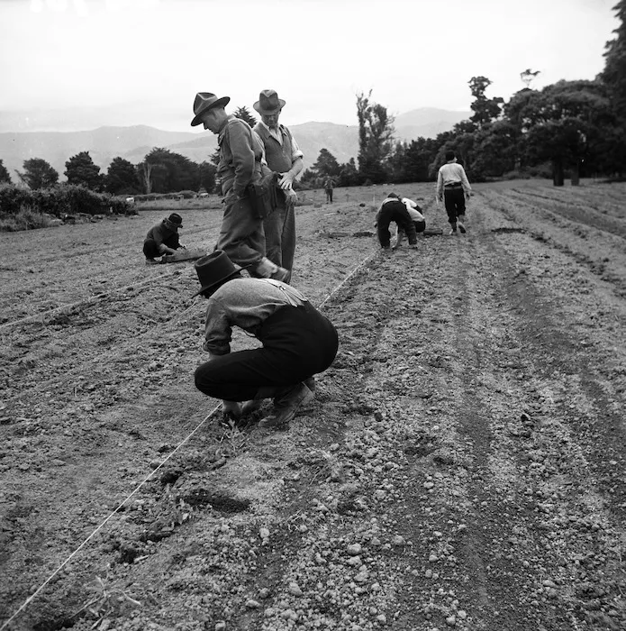 Japanese prisoners of war working at the state market gardens, near Featherston