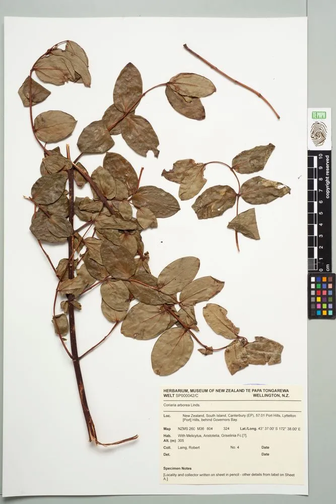 Puhou, Coriaria arborea Linds.