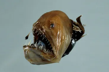 Image: Humpback anglerfish, Melanocetus johnsonii Gunther, 1864