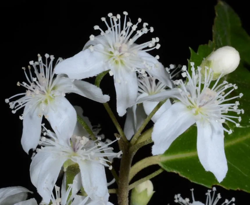 Hoheria sexstylosa Colenso - Graceful lacebark, Houhere, Houhiongaonga, Lacebark