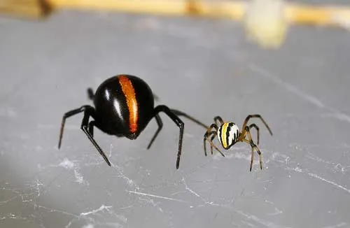 Katipō spiders