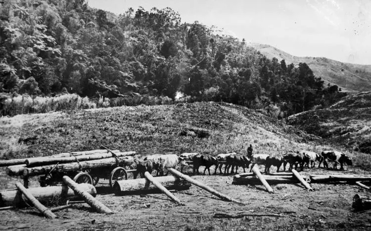 Bullock team,Tram Valley Road, Swanson.