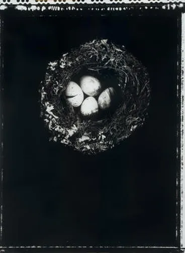 Image: Korimako, Anthornis melanura melanura, Bellbird's nest with four eggs, AV4423, Dunedin, 1990s, Otago Museum