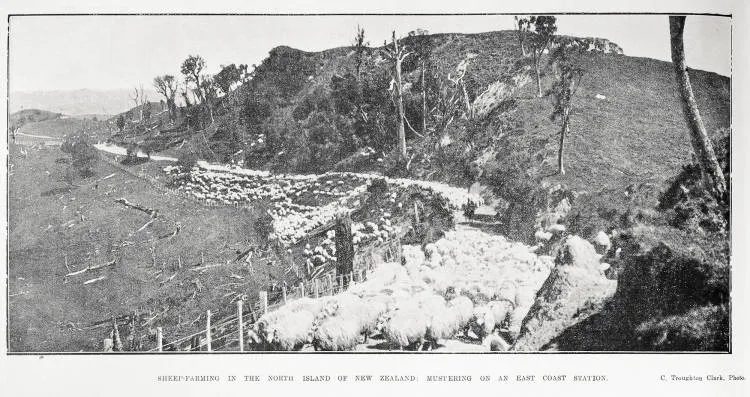 Sheep-farming in the North Island of New Zealand: mustering on an East Coast station