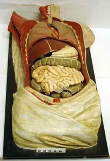 Image: Model, Anatomical