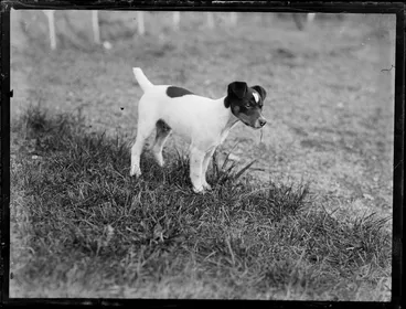 Image: Fox terrier dog