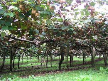 Image: Kiwifruit orchard, Bay of Plenty