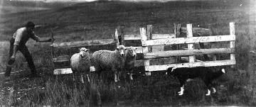 Donald Sutherland dog trialling : digital image