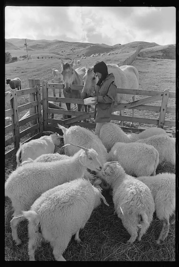 Image: Woman feeding animals on the Beach family farm, Ohariu Valley, Wellington - Photograph taken by Don Scott