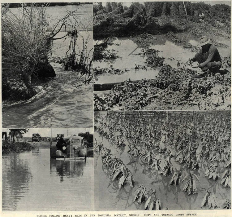 Floods follow heavy rain in the Motueka district, Nelson: hops and tobacco crops suffer