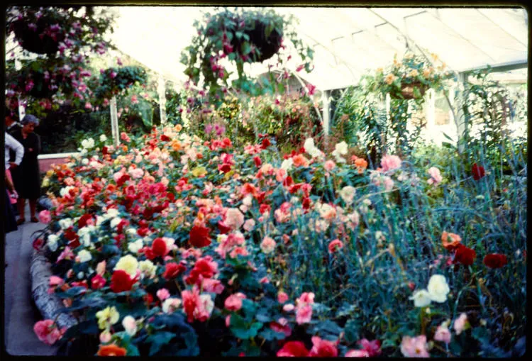 Winter Garden Glasshouse, Dunedin Botanic Gardens, 1966