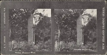 Image: Kauris, Swanson Road