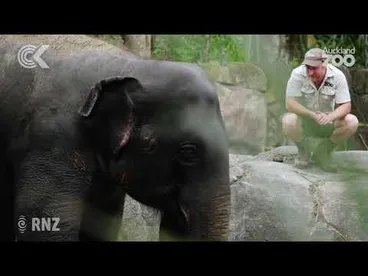 Image: Auckland Zoo's elephants to leave in search of herd