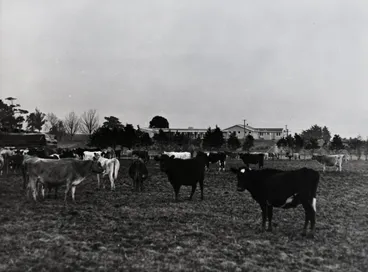 Image: Cows and the Cowshed, 1966