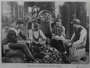 Image: Diggers scraping kauri gum