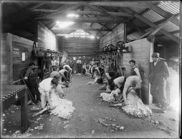 Image: Sheep shearing