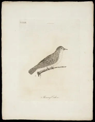 Image: [Latham, John], 1740-1837 :Shining cuckow. Pl[ate] 23. [1781]