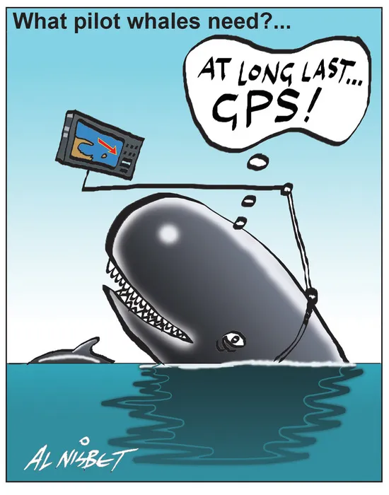 Nisbet, Alistair, 1958- :What pilot whales need?... 25 January 2012