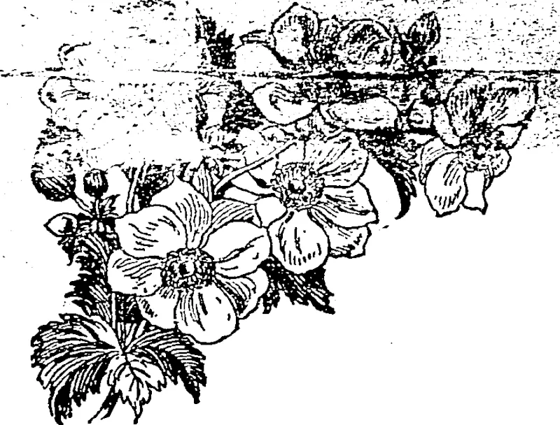 A CLUSTER OF JAPANESE ANEMONES. (Northern Advocate, 21 October 1893)