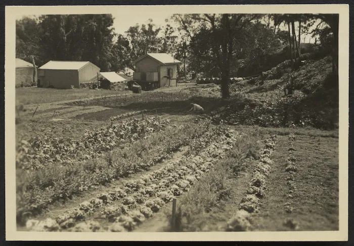 Vegetable gardens, Raoul Island