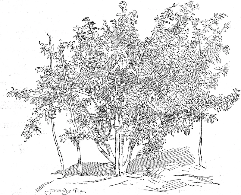 A JAPANESE PLUM IN FULL BEARING, NORTH AUCKLAND AN ORANGE TREE IN FULL BEARING, RED; BLUFF ORCHARD, WARKWORT (Auckland Star, 01 December 1898)