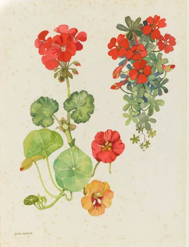 Image: Watercolour illustration of the geranium (Geraniaceae) and nasturtium (Tropaeolaceae) family flowers, Plate 8 from 'Wild Flowers in New Zealand'