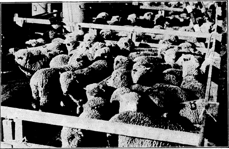 Evening Post" pho£o: SHEEP FOR JAPAN.—One hundred Corriedale sheep and four stud rams have been shipped on the port atter -well-deck of the Melbourne Mam for shipment to Jdpah.' The animals were bred at Bushey Park, Palmerstbn North, and have been purchased 6y. the Japanese Government. (Evening Post, 07 June 1935)