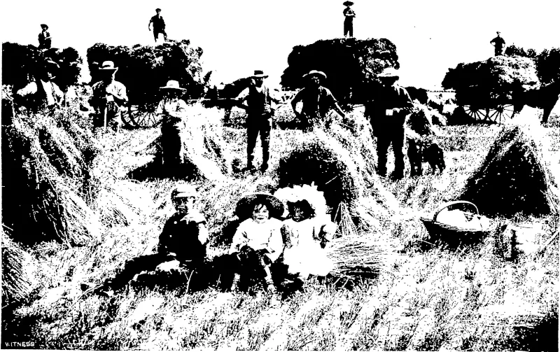 A HARVESTING SCENE IN SOUTHLAND: GATHERING IN THE SHEAVES ON MR GEO. CHILTON'S PROPERTY, -M'Keßch photo. DRUMMOND. (Otago Witness, 04 March 1908)