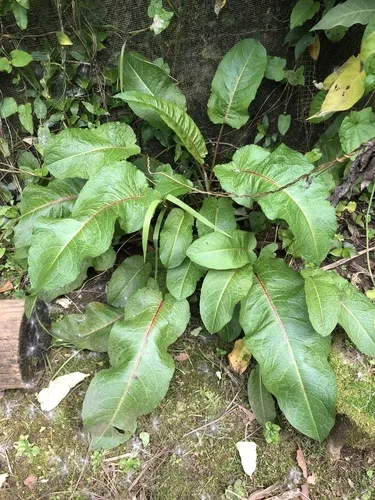 broad-leaved dock