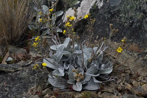 Brachyglottis haastii