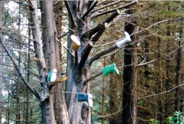 Image: Blue Mountains road; tree grows gumboots
