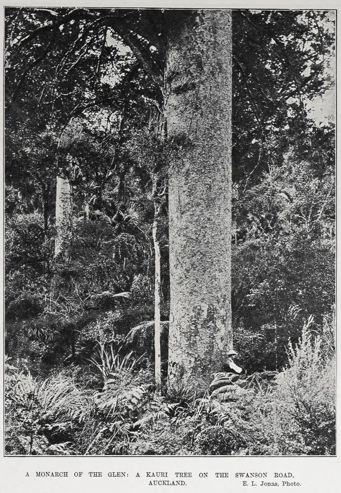 A MONARCH OF THE GLEN: A KAURI TREE ON THE SWANSON ROAD, AUCKLAND