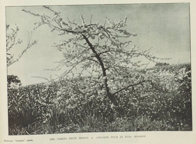 The coming fruit season. A Japanese plum in full blossom