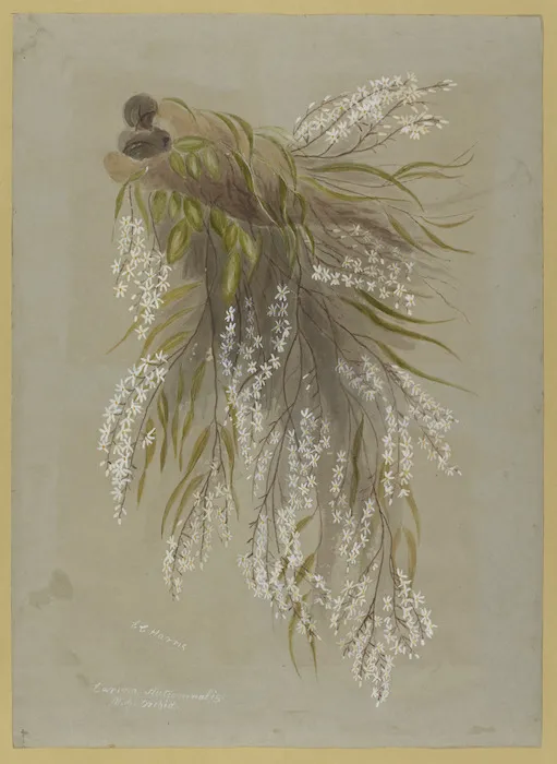 Harris, Emily Cumming, 1837-1925: Earina autumnalis ;N.Z. orchid / E C Harris [189-?]