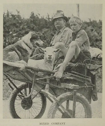 Image: Waikato drover follows his flock in a rubber-tyred sulky