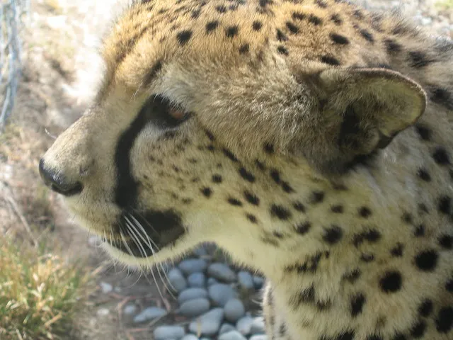 Cheetah Profile