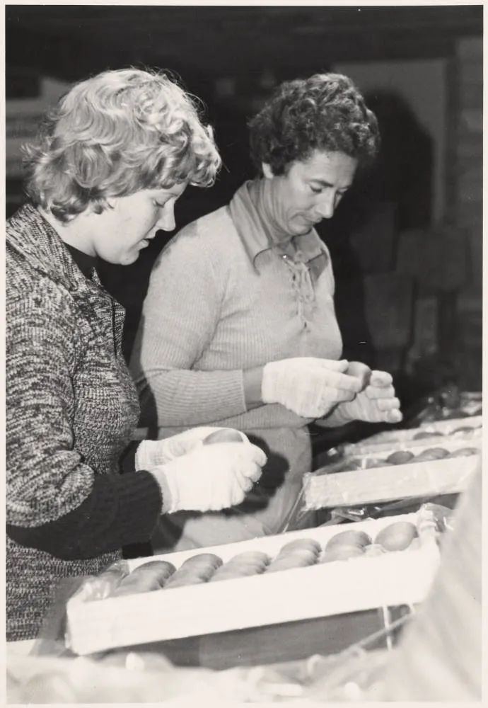 Packing kiwifruit at Bombay, 1979