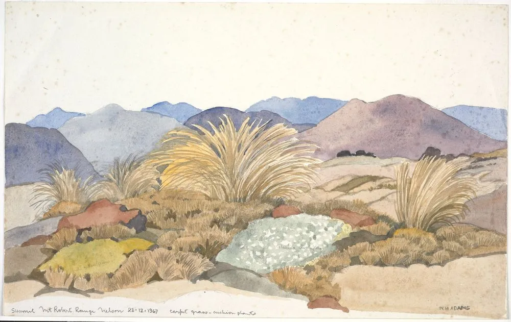 Poaceae - Chionochloa australis